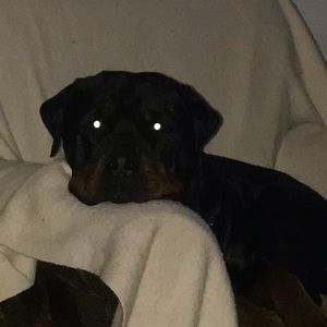 Meet your Posher, Barbara